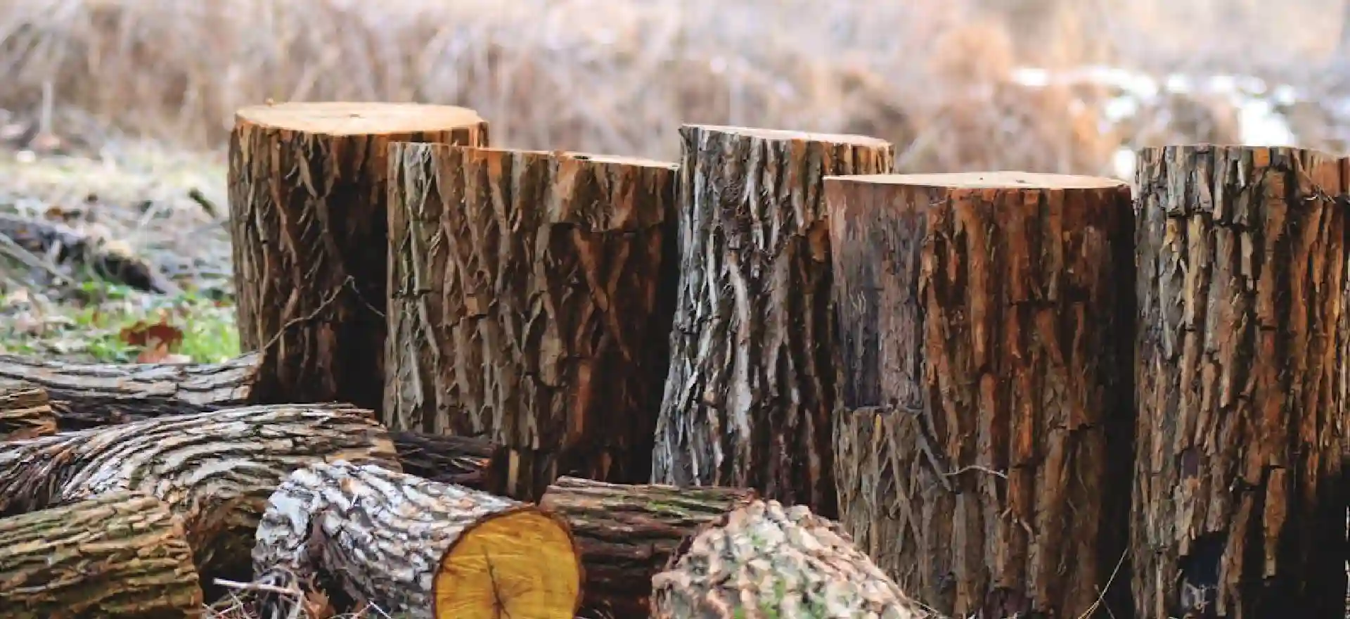Banner-image